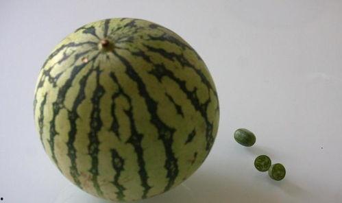 吃瓜太饱,揭秘娱乐圈背后的真相 第3张 吃瓜太饱,揭秘娱乐圈背后的真相 第3张